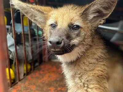 Lobo-guará é capturado em garagem de estabelecimento em São José dos Campos