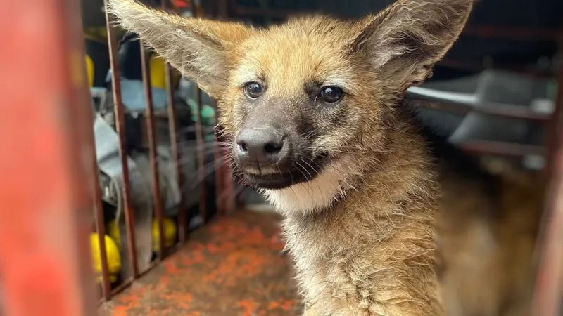 Lobo-guará é capturado em garagem de estabelecimento em São José dos Campos