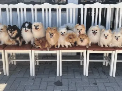 Grupo de Lulus da Pomerânia aproveita portão aberto e foge de canil em Santa Catarina