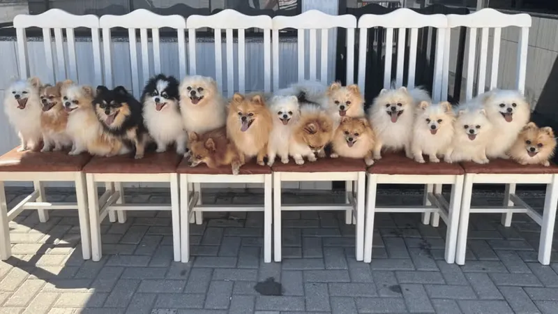 Grupo de Lulus da Pomerânia aproveita portão aberto e foge de canil em Santa Catarina