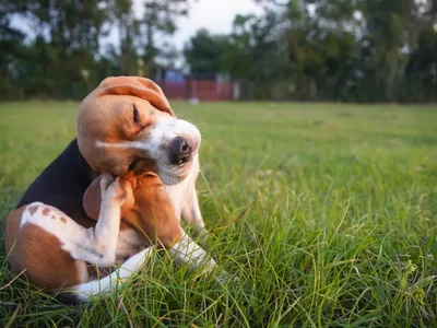 Você Sabia Que Pulgas Podem Infestar Sua Casa? Descubra Como Proteger Seu Pet o Ano Todo!