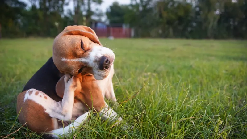 Você Sabia Que Pulgas Podem Infestar Sua Casa? Descubra Como Proteger Seu Pet o Ano Todo!