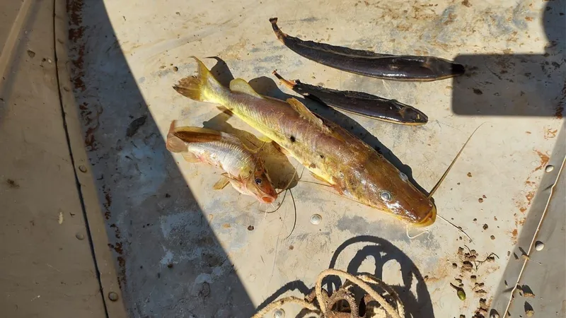 Mulheres são multadas por pesca ilegal no Rio Aguapeí