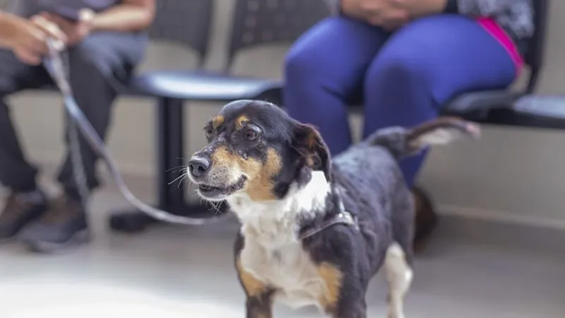 Hospital veterinário público começa a agendar consultas nesta semana em Curitiba