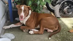 Pitbull abandonado em Vila Isabel é adotado por família de Quintino