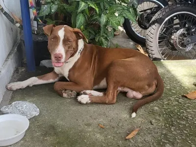 Pitbull abandonado em Vila Isabel é adotado por família de Quintino