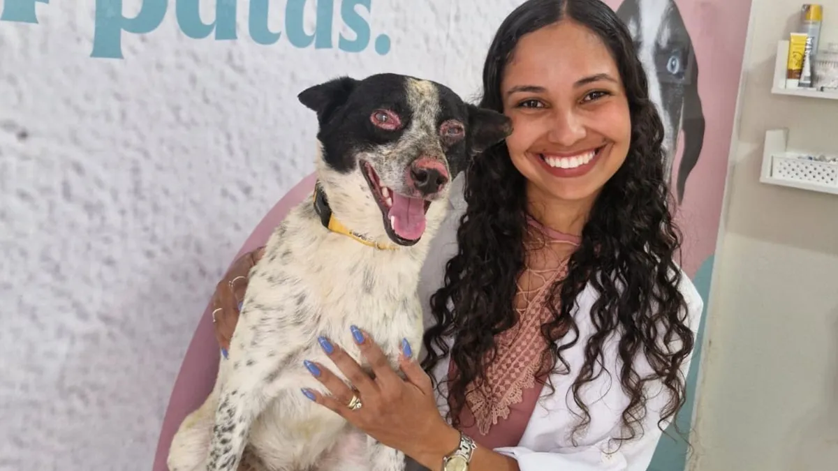 Cachorro ferido após explosão de avião que caiu em Ubatuba (SP) inicia tratamento dermatológico