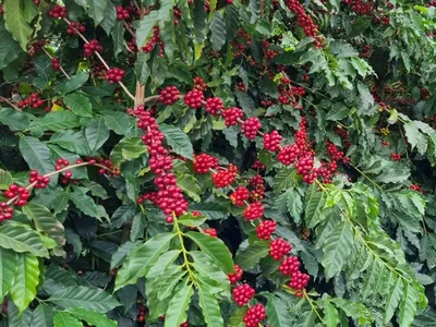 Abelhas poderiam aumentar a produção e o valor do café brasileiro