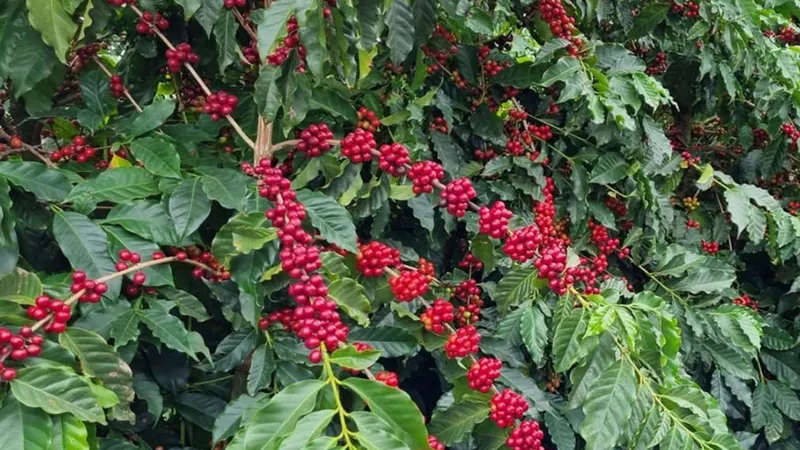 Abelhas poderiam aumentar a produção e o valor do café brasileiro