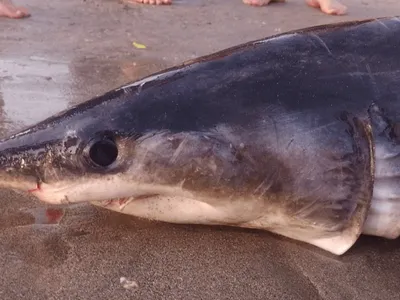 Tubarão é encontrado morto na Praia de Guaecá, em São Sebastião, litoral norte de SP