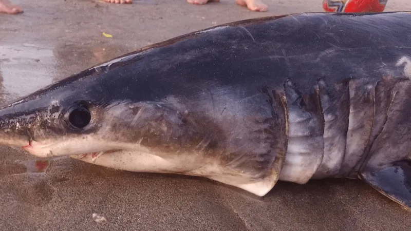 Tubarão é encontrado morto na Praia de Guaecá, em São Sebastião, litoral norte de SP