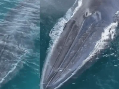 VÍDEO: Baleia-de-bryde é flagrada próximo a Ilha Anchieta em Ubatuba (SP)