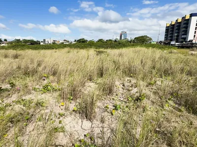 IAT faz campanha para restaurar restinga no Litoral do Paraná