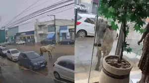 Boi atordoado tenta invadir loja após cair de caminhão em movimento em MG