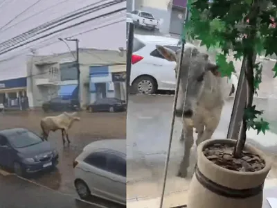 Boi atordoado tenta invadir loja após cair de caminhão em movimento em MG