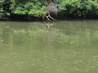 Moradores da Barra da Tijuca relatam o aumento da mortandade de peixes