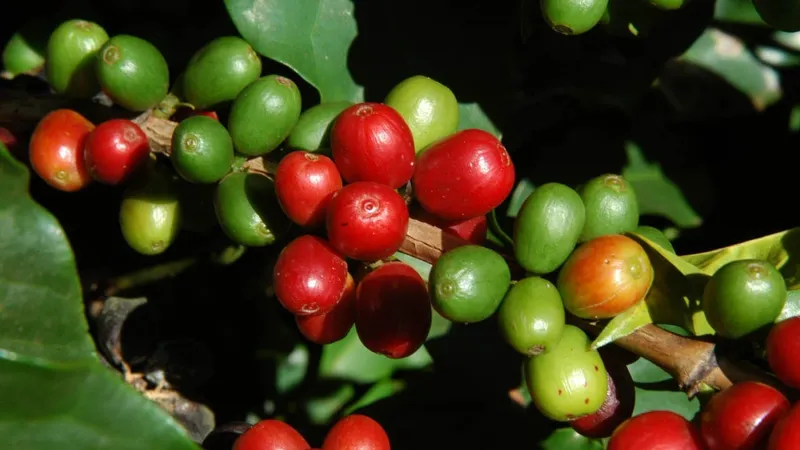 Brasil vai produzir menos café neste ano (e preços devem subir mais)