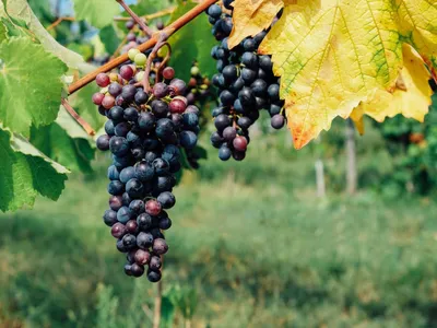 Sul de Minas ganha destaque mundial e se torna a "Terra do Vinho"; veja as cidades contempladas