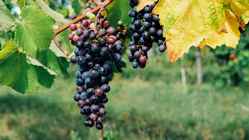 Sul de Minas ganha destaque mundial e se torna a "Terra do Vinho"; veja as cidades contempladas