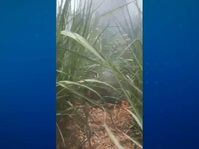 Avião de pequeno porte cai em canavial e mata duas pessoas no interior de SP